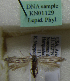 (Scythris sp. KN1129 - KN01129)  @11 [ ] by-nc (2021) Kari Nupponen Unspecified