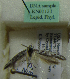  (Scythris sp. KN1131 - KN01131)  @11 [ ] by-nc (2021) Kari Nupponen Unspecified