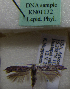  (Scythris sp. KN1132 - KN01132)  @11 [ ] by-nc (2021) Kari Nupponen Unspecified