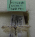  (Scythris sp. KN1135 - KN01135)  @11 [ ] by-nc (2021) Kari Nupponen Unspecified