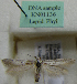  (Scythris sp. KN1136 - KN01136)  @11 [ ] by-nc (2021) Kari Nupponen Unspecified