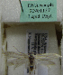  (Scythris sp. KN1137 - KN01137)  @11 [ ] by-nc (2021) Kari Nupponen Unspecified