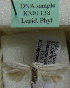  (Scythris sp. KN1138 - KN01138)  @11 [ ] by-nc (2021) Kari Nupponen Unspecified