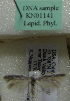  (Scythris sp. KN1141 - KN01141)  @11 [ ] by-nc (2021) Kari Nupponen Unspecified