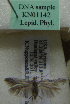  (Scythris sp. KN1142 - KN01142)  @11 [ ] by-nc (2021) Kari Nupponen Unspecified