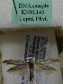 (Scythris sp. KN1146 - KN01146)  @11 [ ] by-nc (2021) Kari Nupponen Unspecified
