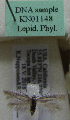  (Scythris sp. KN1148 - KN01148)  @11 [ ] by-nc (2021) Kari Nupponen Unspecified