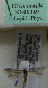  (Scythris sp. KN1149 - KN01149)  @11 [ ] by-nc (2021) Kari Nupponen Unspecified