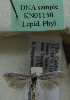  (Scythris sp. KN1150 - KN01150)  @11 [ ] by-nc (2021) Kari Nupponen Unspecified