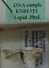  (Scythris sp. KN1151 - KN01151)  @11 [ ] by-nc (2021) Kari Nupponen Unspecified