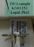  (Scythris sp. KN1152 - KN01152)  @11 [ ] by-nc (2021) Kari Nupponen Unspecified