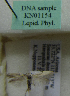  (Scythris sp. KN1154 - KN01154)  @11 [ ] by-nc (2021) Kari Nupponen Unspecified