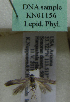  (Scythris sp. KN1156 - KN01156)  @12 [ ] by-nc (2021) Kari Nupponen Unspecified