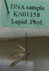  (Scythris sp. KN1158 - KN01158)  @11 [ ] by-nc (2021) Kari Nupponen Unspecified