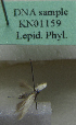 (Scythris sp. KN1159 - KN01159)  @11 [ ] by-nc (2021) Kari Nupponen Unspecified
