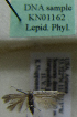  (Scythris sp. KN1162 - KN01162)  @11 [ ] by-nc (2021) Kari Nupponen Unspecified