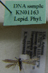  (Scythris sp. KN1163 - KN01163)  @11 [ ] by-nc (2021) Kari Nupponen Unspecified