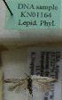 (Scythris sp. KN1164 - KN01164)  @11 [ ] by-nc (2021) Kari Nupponen Unspecified
