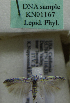  (Scythris sp. KN1167 - KN01167)  @11 [ ] by-nc (2021) Kari Nupponen Unspecified