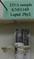  (Scythris sp. KN1169 - KN01169)  @11 [ ] by-nc (2021) Kari Nupponen Unspecified