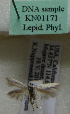  (Scythris sp. KN1171 - KN01171)  @11 [ ] by-nc (2021) Kari Nupponen Unspecified
