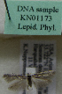  (Scythris sp. KN1173 - KN01173)  @11 [ ] by-nc (2021) Kari Nupponen Unspecified
