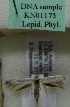  (Scythris sp. KN1175 - KN01175)  @11 [ ] by-nc (2021) Kari Nupponen Unspecified