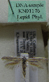  (Scythris sp. KN1176 - KN01176)  @11 [ ] by-nc (2021) Kari Nupponen Unspecified