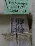  (Scythris sp. KN1177 - KN01177)  @11 [ ] by-nc (2021) Kari Nupponen Unspecified