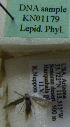  (Scythris sp. KN1179 - KN01179)  @11 [ ] by-nc (2021) Kari Nupponen Unspecified