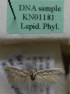  (Scythris sp. KN1181 - KN01181)  @11 [ ] by-nc (2021) Kari Nupponen Unspecified