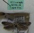  (Scythris sp. KN1190 - KN01189)  @11 [ ] by-nc (2021) Kari Nupponen Unspecified