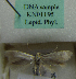  (Scythris cremorella - KN01195)  @11 [ ] by-nc (2021) Kari Nupponen Unspecified