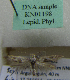  (Scythris biacutella - KN01198)  @11 [ ] by-nc (2021) Kari Nupponen Unspecified