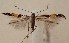  (Cosmopterix sibirica - KN2001)  @11 [ ] by-nc (2022) Marko Mutanen University of Oulu