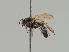  (Cordilura hyalinipennis - KWi-1992)  @11 [ ] by-nc (2018) Marko Mutanen University of Oulu