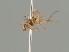  (Cerodontha phragmitophila - KWi-2072)  @11 [ ] by-nc (2021) Ella Sippola University of Oulu