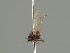  (Phytomyza podagrariae - KWi-2117)  @11 [ ] by-nc (2021) Ella Sippola University of Oulu