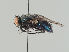  (Protocalliphora nuortevai - KWi-2125)  @11 [ ] by-nc (2021) Ella Sippola University of Oulu