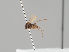  (Megaselia elongata - KWi-2151)  @11 [ ] by-nc (2021) Marko Mutanen University of Oulu