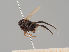  (Borophaga bennetti - KWi-2162)  @11 [ ] by-nc (2021) Marko Mutanen University of Oulu