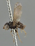  (Microcercis antennata - KWi-2206)  @11 [ ] by-nc (2024) Erkka Laine University of Oulu