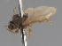  (Thoracochaeta brachystoma - KWi-2252)  @11 [ ] by-nc (2024) Erkka Laine University of Oulu