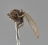  (Microcercis scotica - KWi-2322)  @11 [ ] by-nc (2024) Erkka Laine University of Oulu