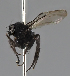  (Phora praepandens - KWi-2355)  @11 [ ] by-nc (2024) Erkka Laine University of Oulu