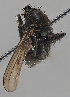  (Cordilura proboscidea - KWi-2356)  @11 [ ] by-nc (2024) Erkka Laine University of Oulu