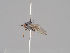  (Chamaemyia polystigma - KWi-1032)  @11 [ ] CreativeCommons - Attribution Non-Commercial (2018) Marko Mutanen University of Oulu