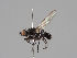  (Themira biloba - KWi-1149)  @11 [ ] CreativeCommons - Attribution Non-Commercial (2018) Marko Mutanen University of Oulu
