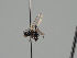  (Themira paludosa - KWi-1162)  @11 [ ] CreativeCommons - Attribution Non-Commercial (2018) Marko Mutanen University of Oulu