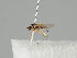  ( - KWi-1168)  @11 [ ] CreativeCommons - Attribution Non-Commercial (2018) Marko Mutanen University of Oulu